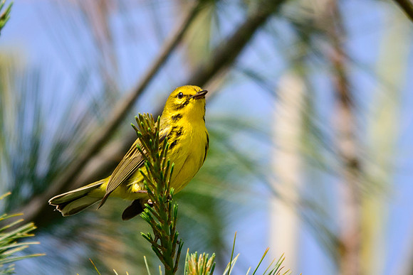 Prairie Warbler