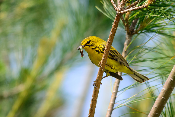 Prairie Warbler