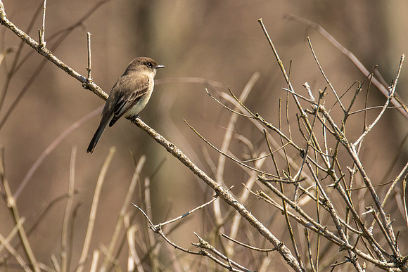 Eastern Pheobe