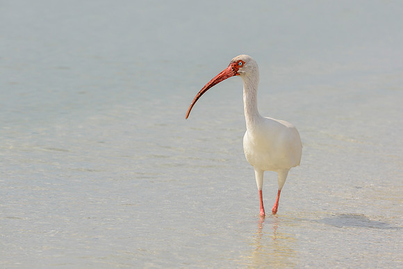 White Ibis