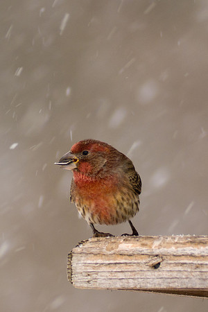 House Finch