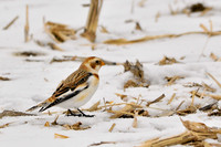 Snow Bunting