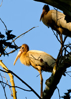 Wood Stork