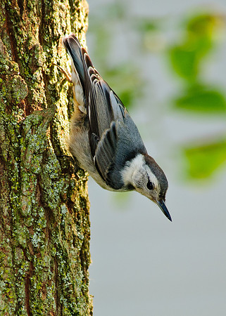 White Breasted Nuthatch;  Larue Ohio