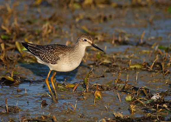 Solitary Sandpiper