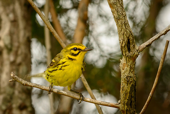 Prairie Warbler