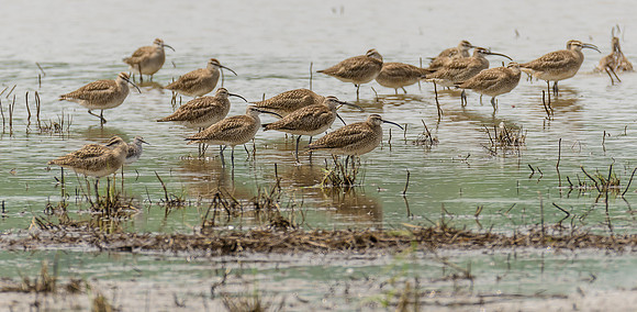 Whimbrel