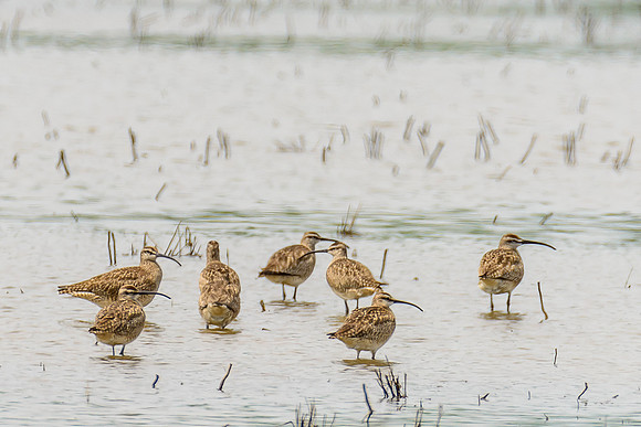 Whimbrel