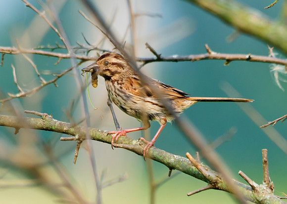 Song Sparrow