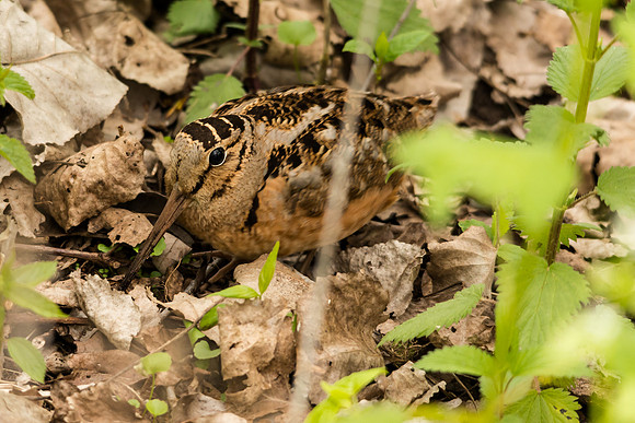 American Woodcock