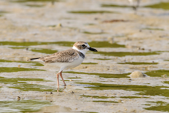 Wilson's Plover