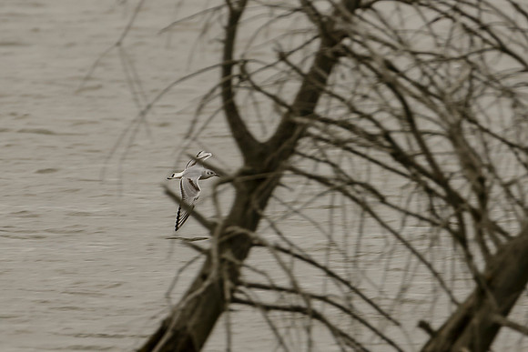 Bonaparte's Gull