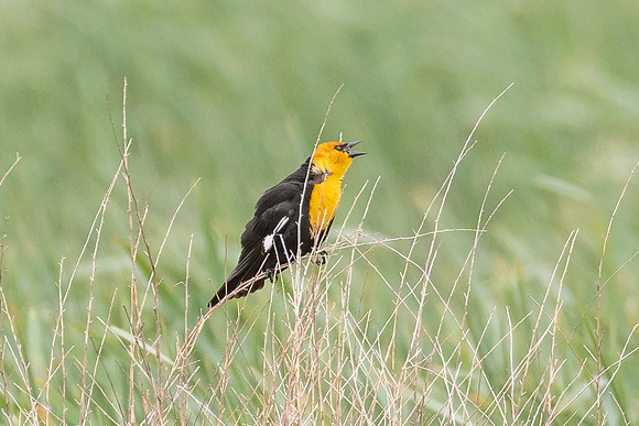 Yellow-headed Blackbird