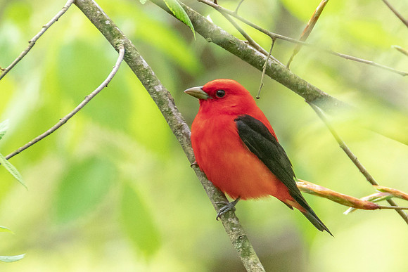 Scarlet Tanager