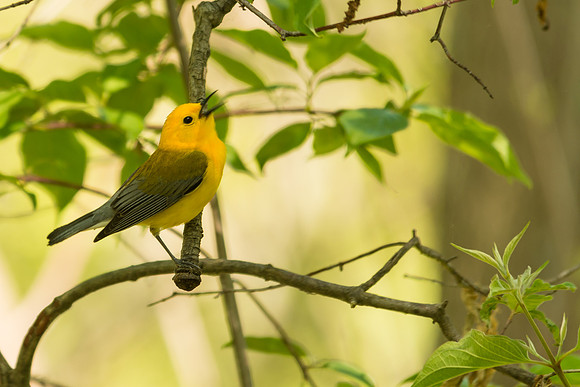 Prothonotary Warbler