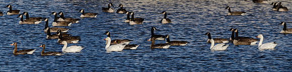 Mixed Geese
