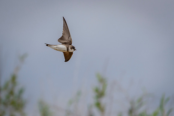 Bank Swallow