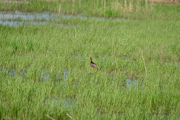White-faced Ibis