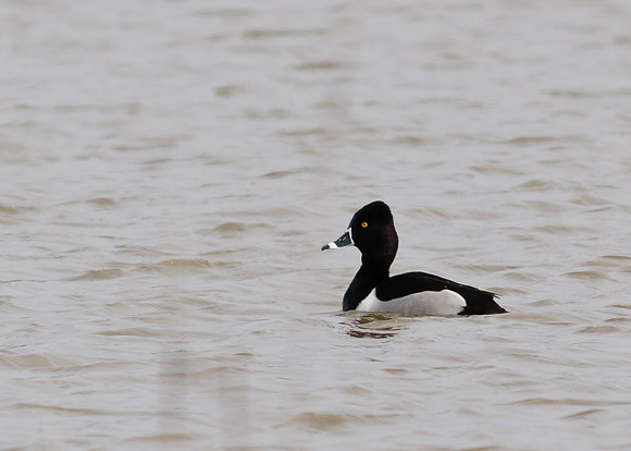 Ring Neck Duck; Big Island Wildlife Area, Marion Ohio
