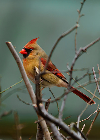 Northern Cardinal; Female