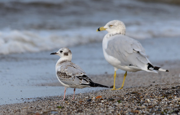 Bonaparte's Gull