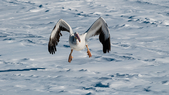 American White Pelican