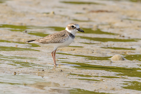 Wilson's Plover
