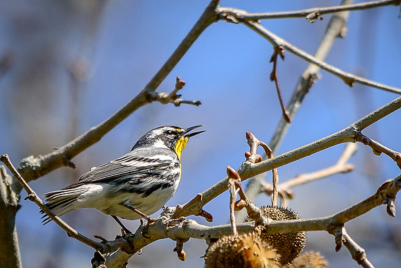 Yellow-throated Warbler