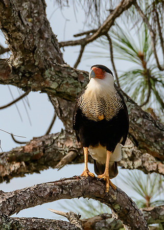 Crested Caracara