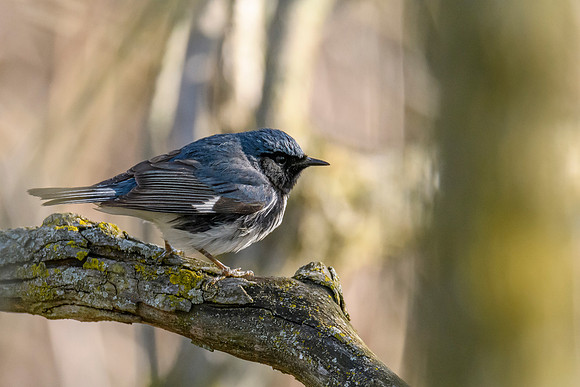 Black-throated Blue Warbler