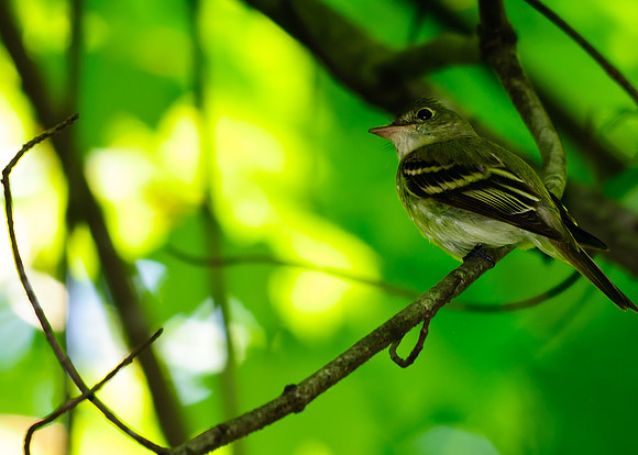 Acadian Flycatcher; Lawrence Woods, Kenton OH