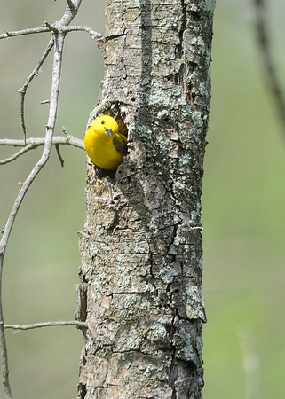 Prothonotary Warbler
