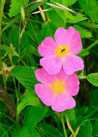 Wild Rose; Big Island WA, Marion OH.