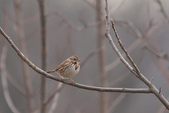 Song Sparrow