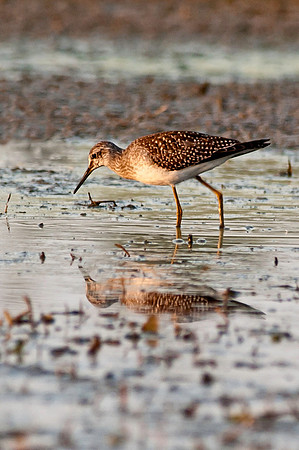 Solitary Sandpiper
