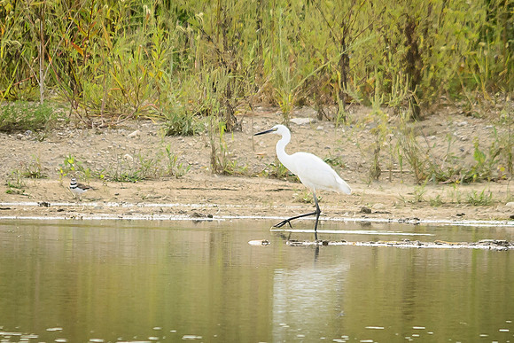Reddish Egret; White Morph