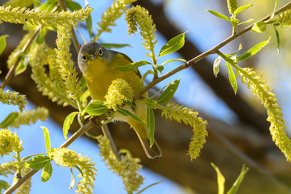 Nashville Warbler