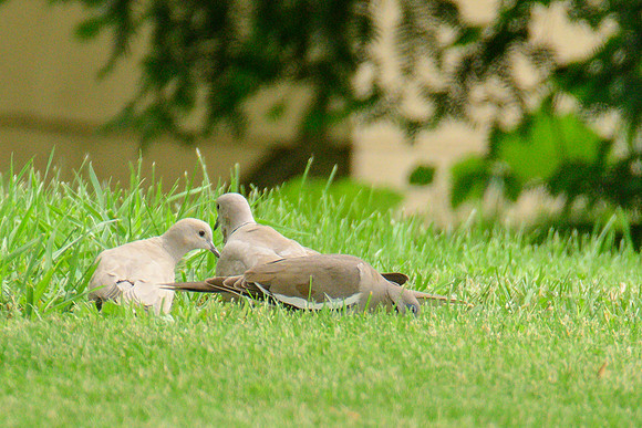 White-winged Dove