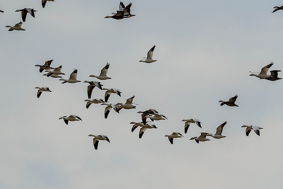 Mixed Winter Geese In Flight 1