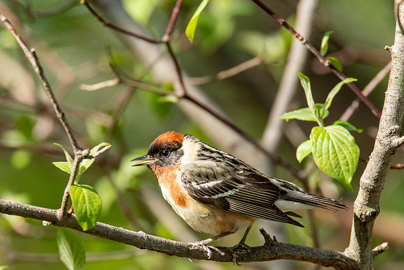 Bay-breasted Warbler
