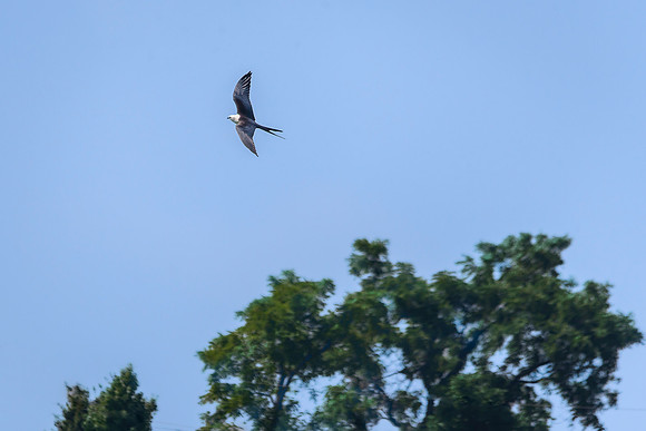 Swallow-tailed Kite