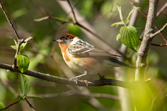 Bay-breasted Warbler