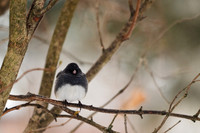 Dark-eyed Junco