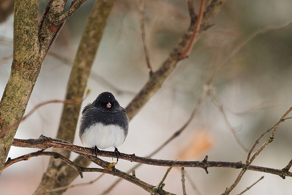 Dark-eyed Junco