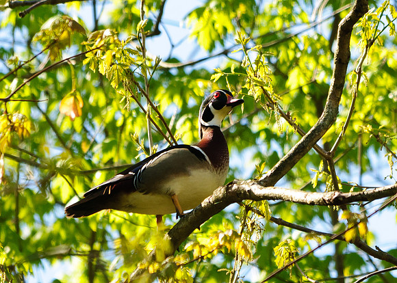 Wood Duck; Lawrence Woods, Kenton  OH