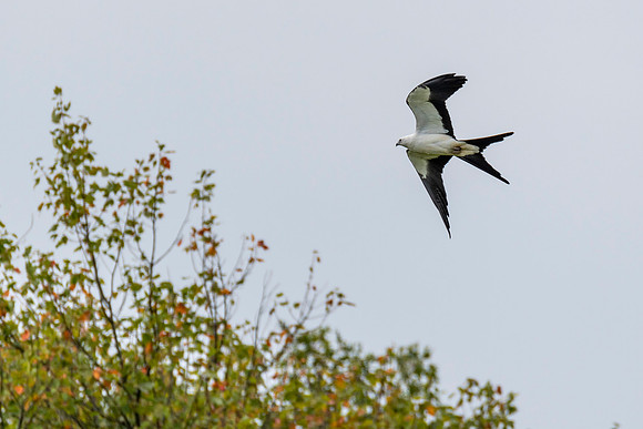 Swallow-tailed Kite
