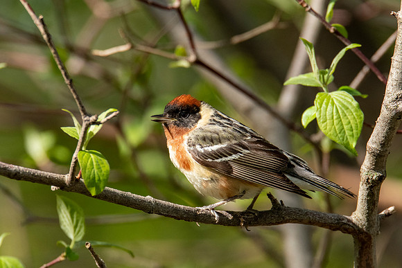 Bay-breasted Warbler