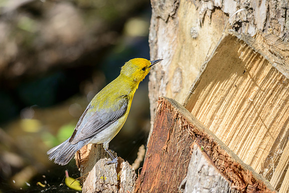 Female Prothonotary Warbler Grubbing