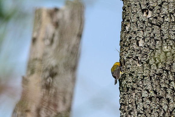 Prothonotary Warbler