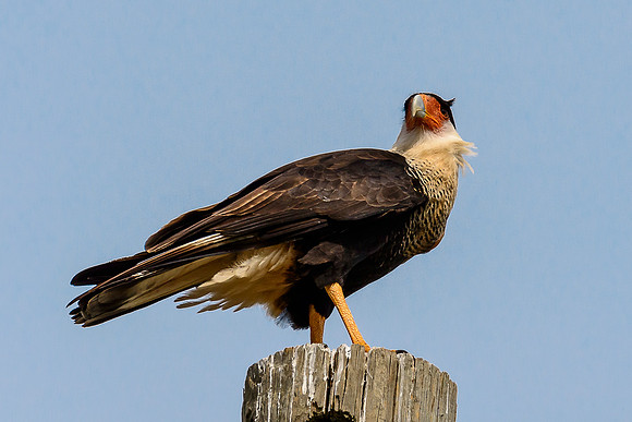 Crested Caracara